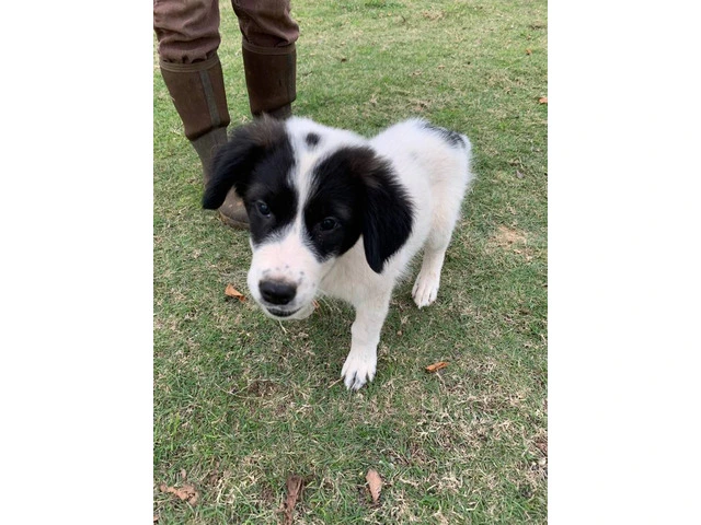 Great pyrenees puppies $150 - 6/10