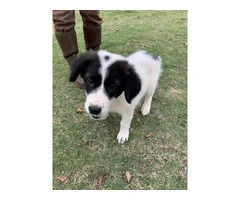 Great pyrenees puppies $150 - 6