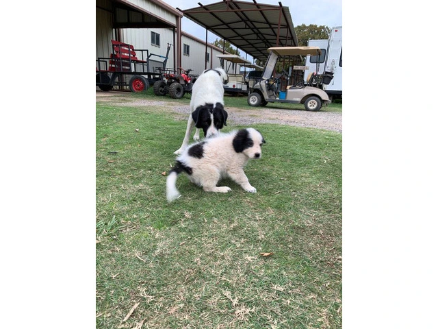 Great pyrenees puppies $150 - 10/10