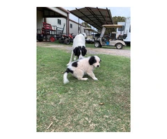 Great pyrenees puppies $150 - 10