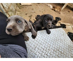 10 Cane Corso puppies need a new home ASAP