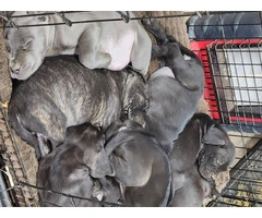 10 Cane Corso puppies need a new home ASAP - 2