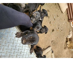 10 Cane Corso puppies need a new home ASAP - 3