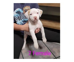 8 weeks Pitbull puppies