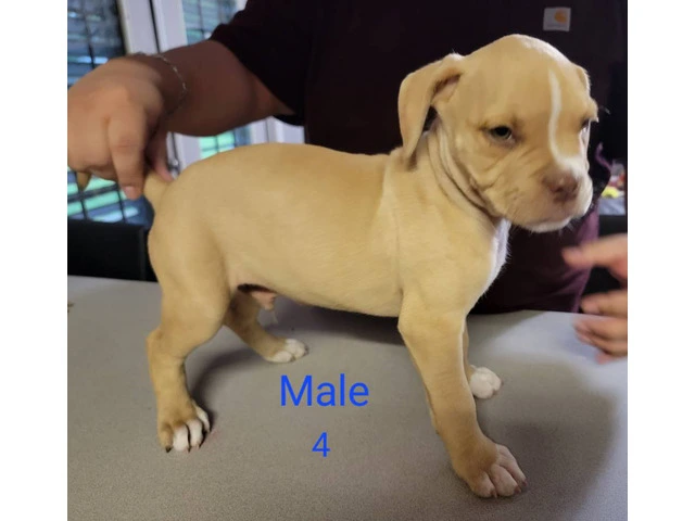 8 weeks Pitbull puppies - 2/13