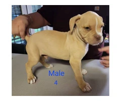 8 weeks Pitbull puppies - 2