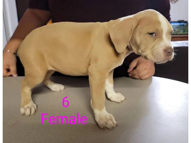 8 weeks Pitbull puppies - 3/13