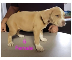 8 weeks Pitbull puppies - 3