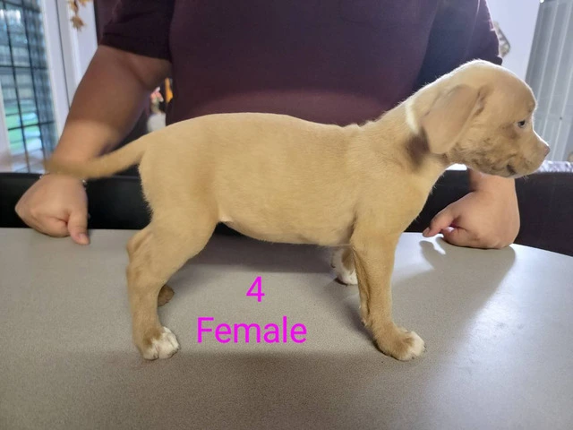 8 weeks Pitbull puppies - 5/13