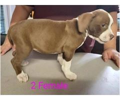 8 weeks Pitbull puppies - 7