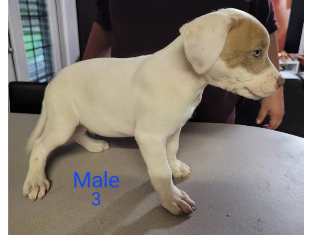 8 weeks Pitbull puppies - 8/13