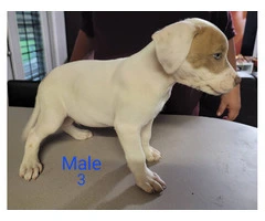 8 weeks Pitbull puppies - 8