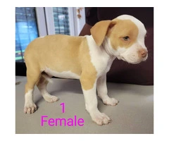 8 weeks Pitbull puppies - 9