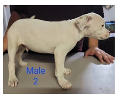 8 weeks Pitbull puppies - 10