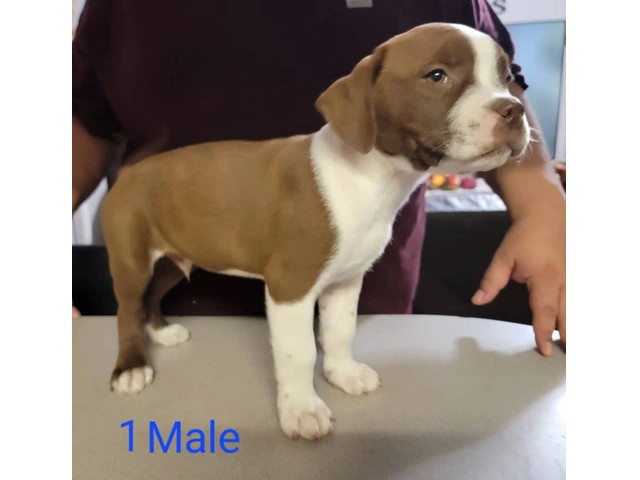 8 weeks Pitbull puppies - 11/13