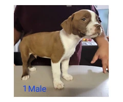 8 weeks Pitbull puppies - 11
