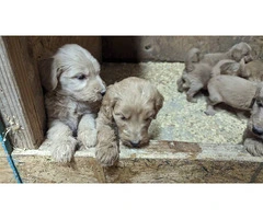 Male and female Goldendoodles - 4