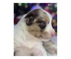 5 ASDR Australian Shepherd Puppies for Sale