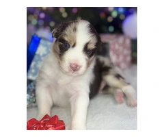 5 ASDR Australian Shepherd Puppies for Sale - 2