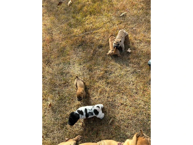 Mini Shar Pei puppies for sale - 2/6