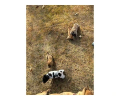 Mini Shar Pei puppies for sale - 2