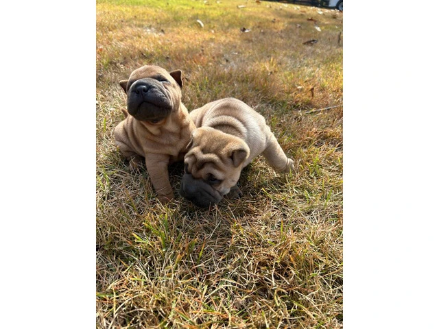 Mini Shar Pei puppies for sale - 4/6