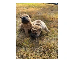 Mini Shar Pei puppies for sale - 4