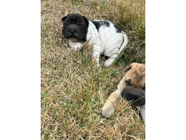 Mini Shar Pei puppies for sale - 5/6