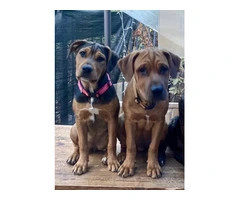 2 male and 1 female Pitweiler puppies