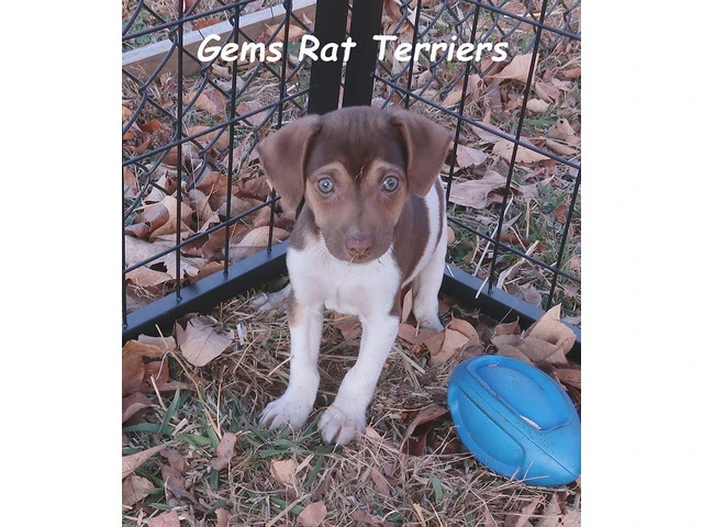 Pure breed Rat Terrier puppies 8 generations - 1/4