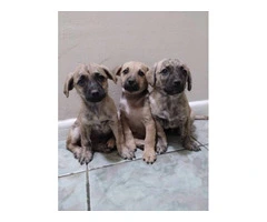 Chiweenie x Chihuahua