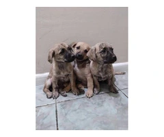 Chiweenie x Chihuahua
