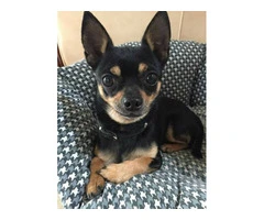 Chiweenie x Chihuahua