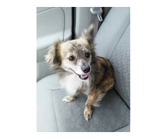 Chiweenie x Chihuahua
