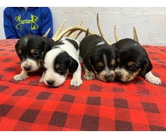 4 Beagle Puppies for sale