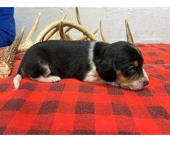 4 Beagle Puppies for sale - 2