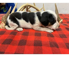 4 Beagle Puppies for sale - 3