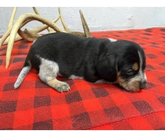 4 Beagle Puppies for sale - 6