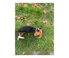 4 Beagle Puppies for sale - 10