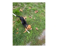 4 Beagle Puppies for sale - 11