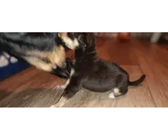 5 Minpin puppies for sale
