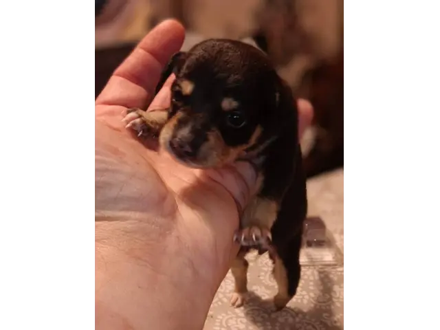 5 Minpin puppies for sale - 3/5