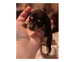 5 Minpin puppies for sale - 3