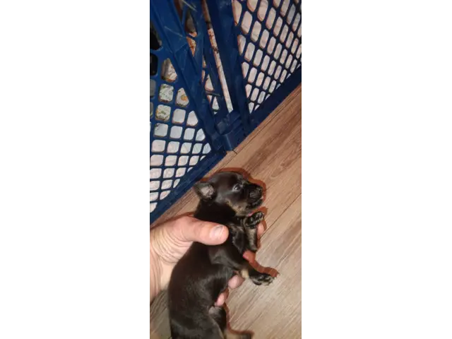 5 Minpin puppies for sale - 5/5