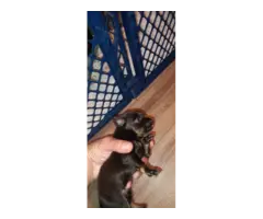 5 Minpin puppies for sale - 5