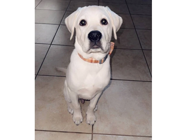 Yellow Lab puppy needs a new home - 1/3
