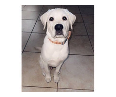 Yellow Lab puppy needs a new home