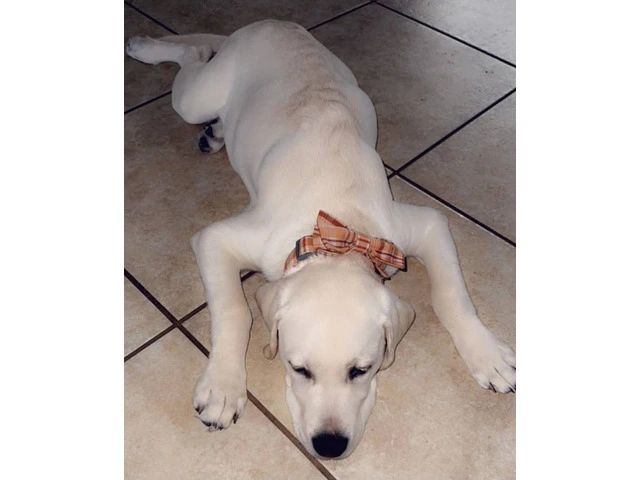 Yellow Lab puppy needs a new home - 2/3