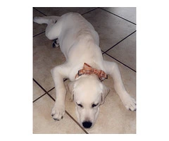 Yellow Lab puppy needs a new home - 2