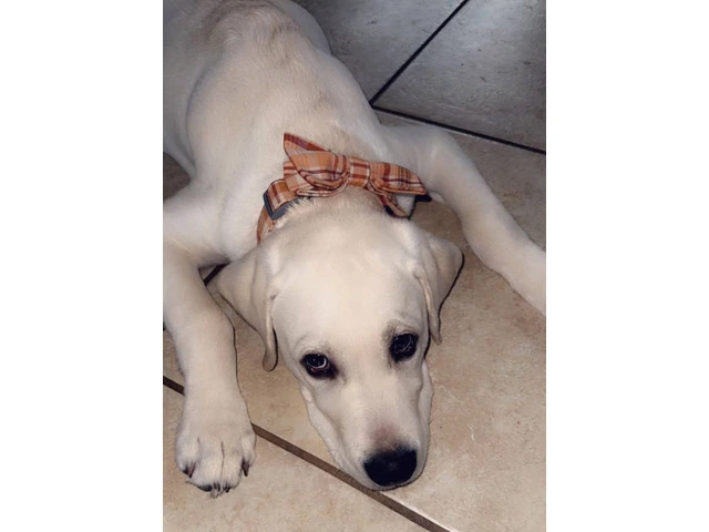 Yellow Lab puppy needs a new home - 3/3